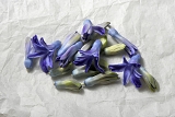 hyacinthknoppen (hyacinthus orientalis) 3-2013 4323